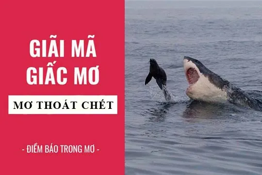 Giải mã giấc mơ: Nằm mơ thấy thoát chết, thoát nạn điềm báo gì, lành hay dữ? con số liên quan