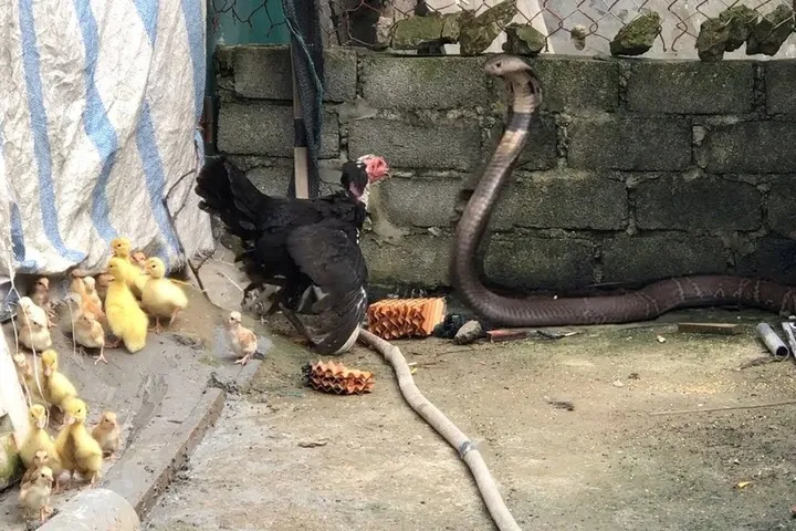 Video: Khoảnh khắc gà mẹ chiến đấu với rắn hổ mang để bảo vệ con | Tạp chí Dân trí