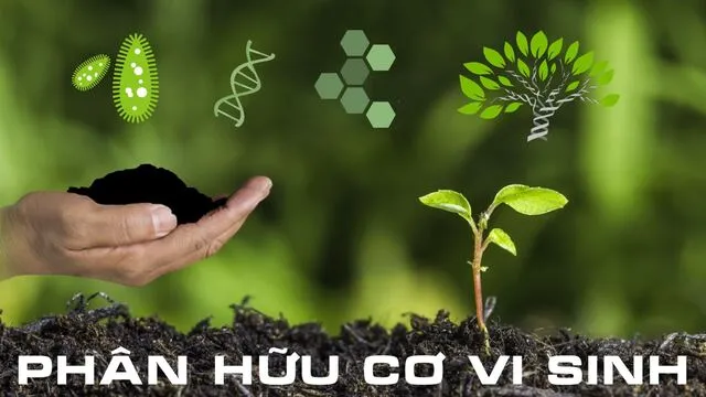 【Hướng Dẫn】Cách Sử Dụng Phân Hữu Cơ Hợp Lý & Hiệu Quả Nhất