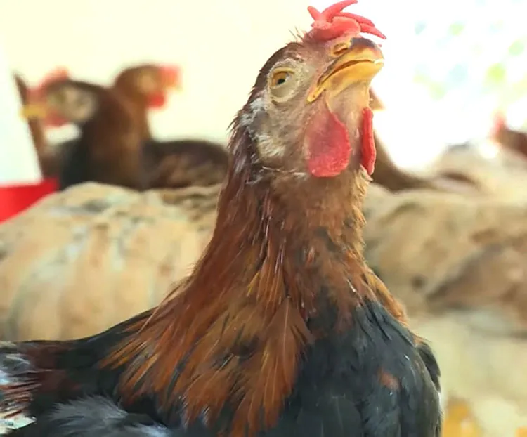 Bệnh hen suyễn ở gà: nguyên nhân và cách điều trị hiệu quả