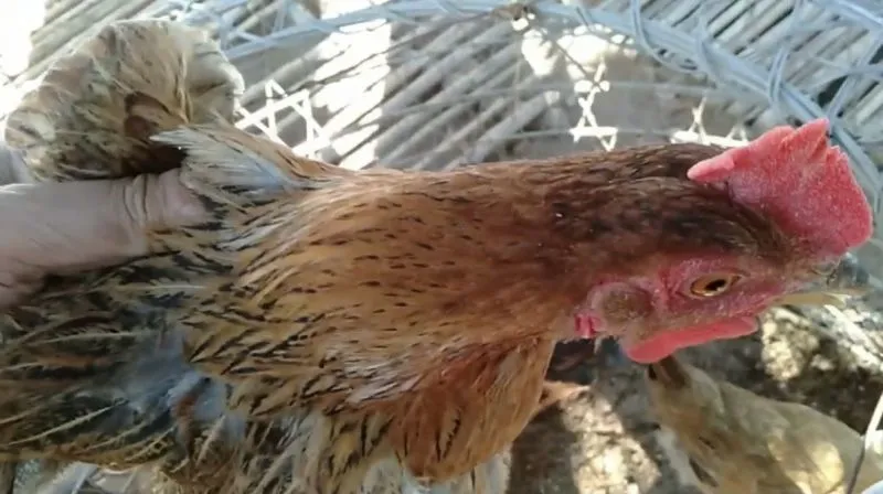 Khắc phục gà bị hen suyễn - Danh mục Nông nghiệp