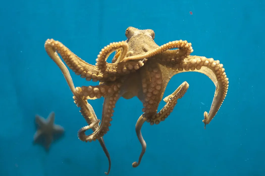 Why Would Scientists Give an Octopus Ecstasy? - JSTOR Daily