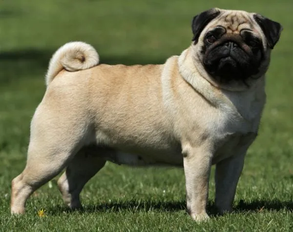 Chó Pug Mặt Xệ