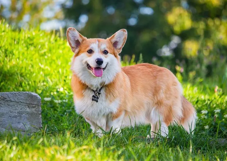 Những yếu tố quyết định một chú chó Corgi đẹp là như thế nào ? - Pet House - Cửa hàng thú cưng và phụ kiện