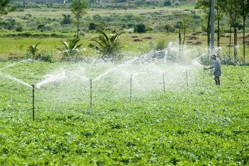 Tưới phun mưa như thế nào là hợp lý? Áp dụng cho cây ăn quả, rau màu..